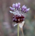 Allium scorodoprasum